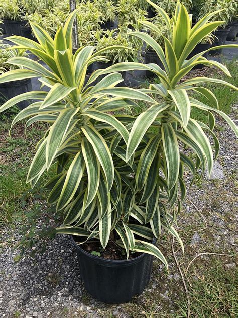 dracena pleomele